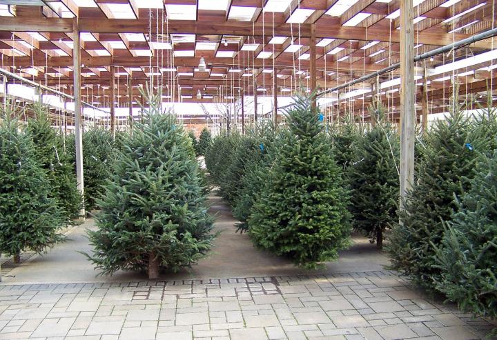 harvested Christmas trees waiting to be purchased during the holiday season